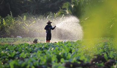 agriculture